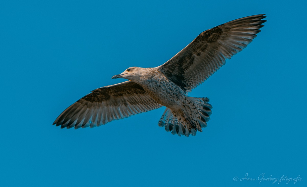 2Y6A0351 201109 13 05 55