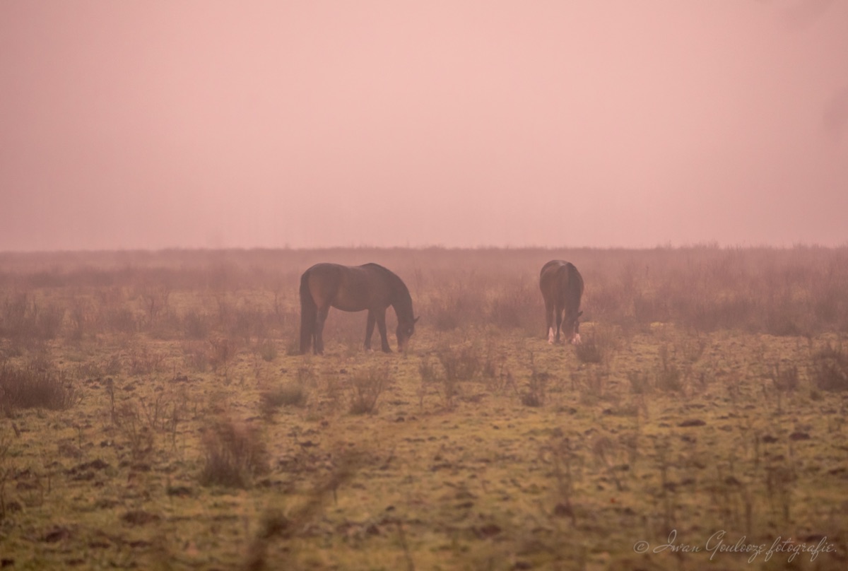 Paarden