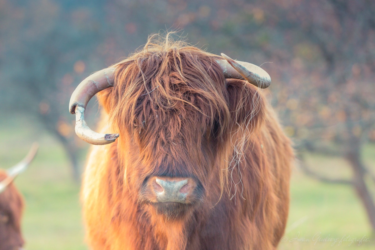 Schotse Hooglander