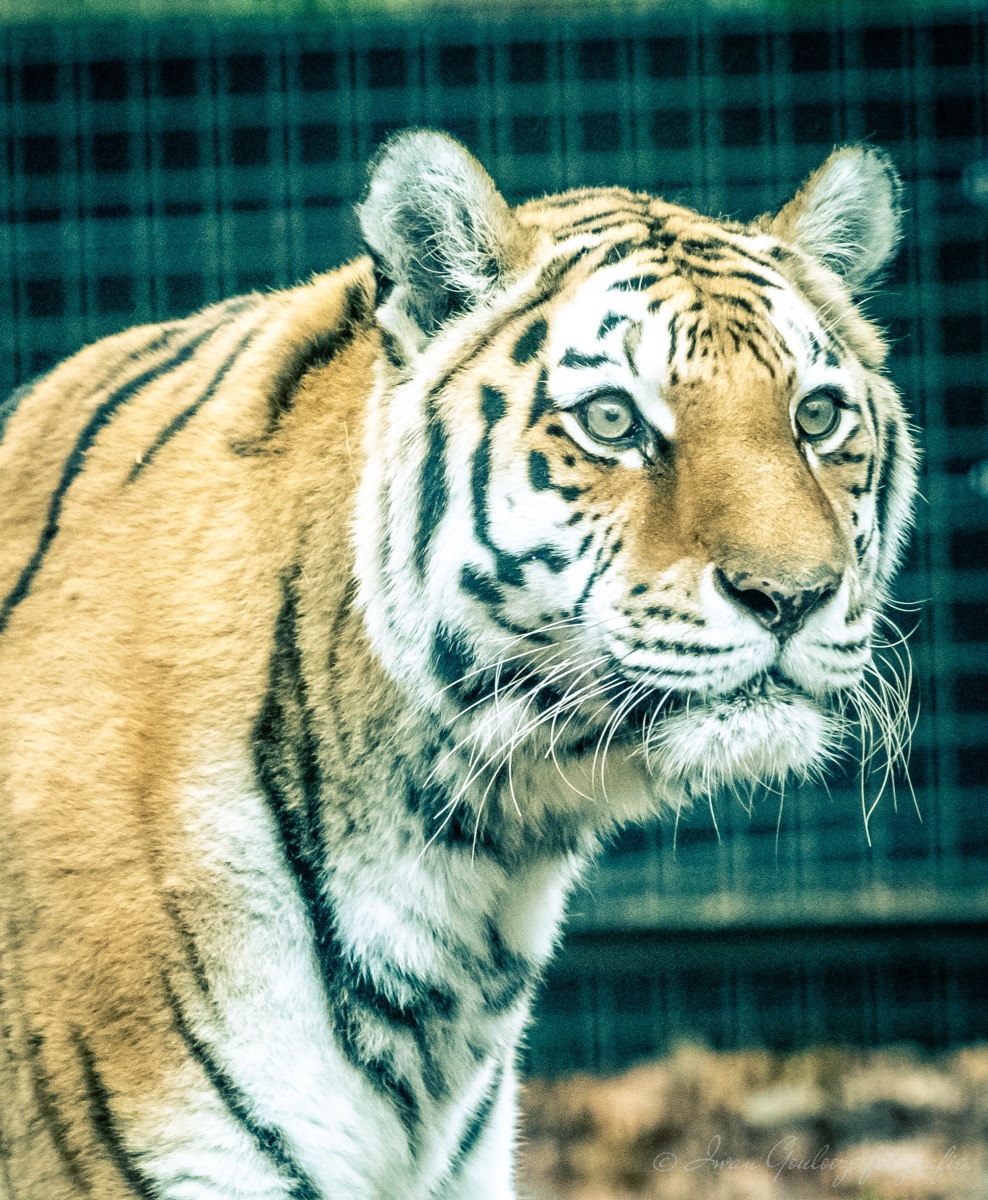 Tijger