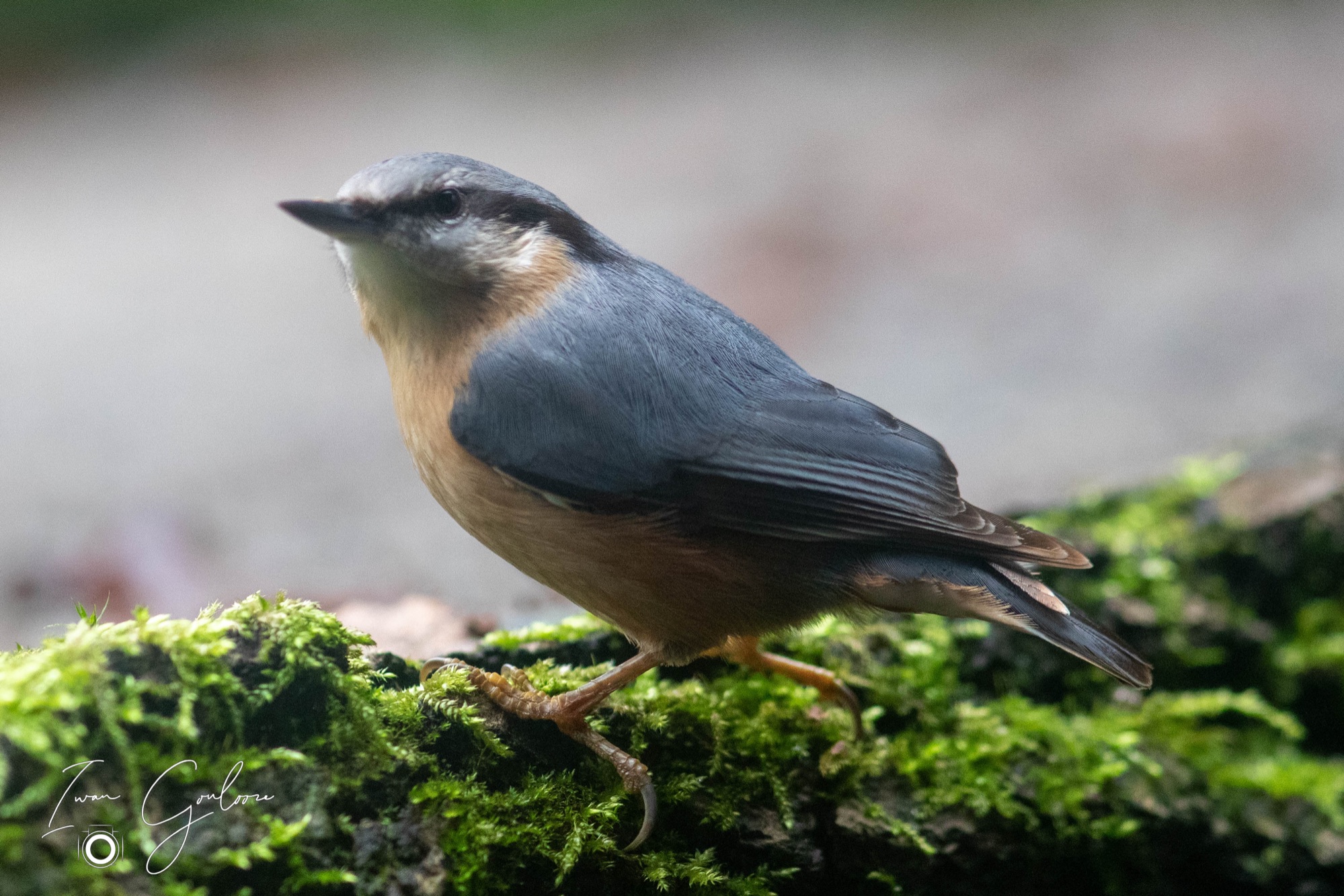 Overige Bosvogels