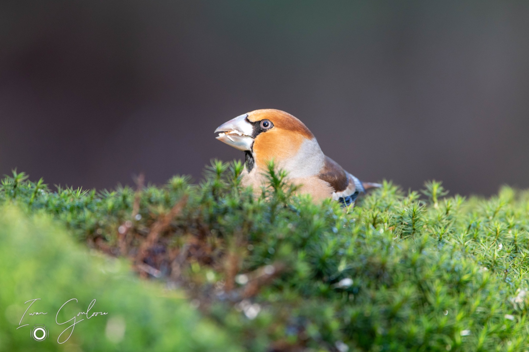 Appelvink