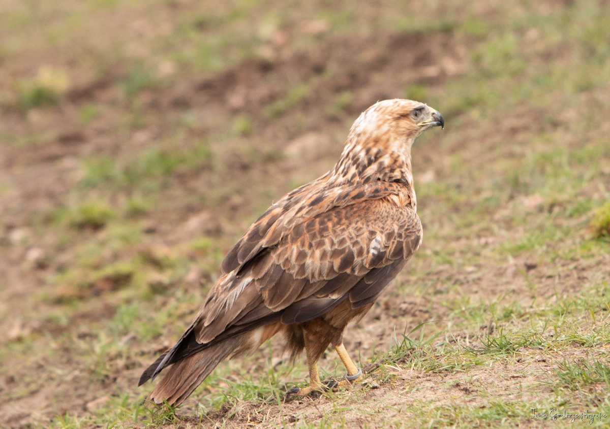 Arend Buizerd