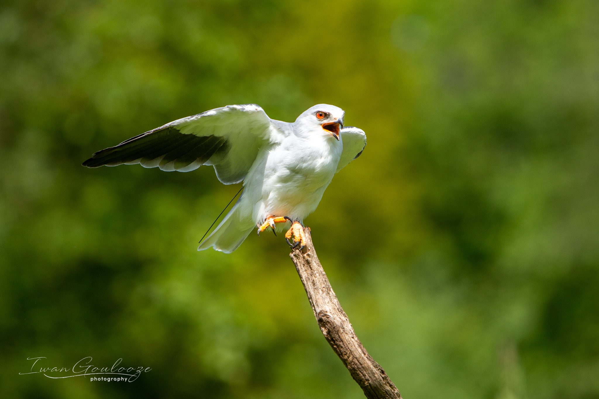  1DX7514