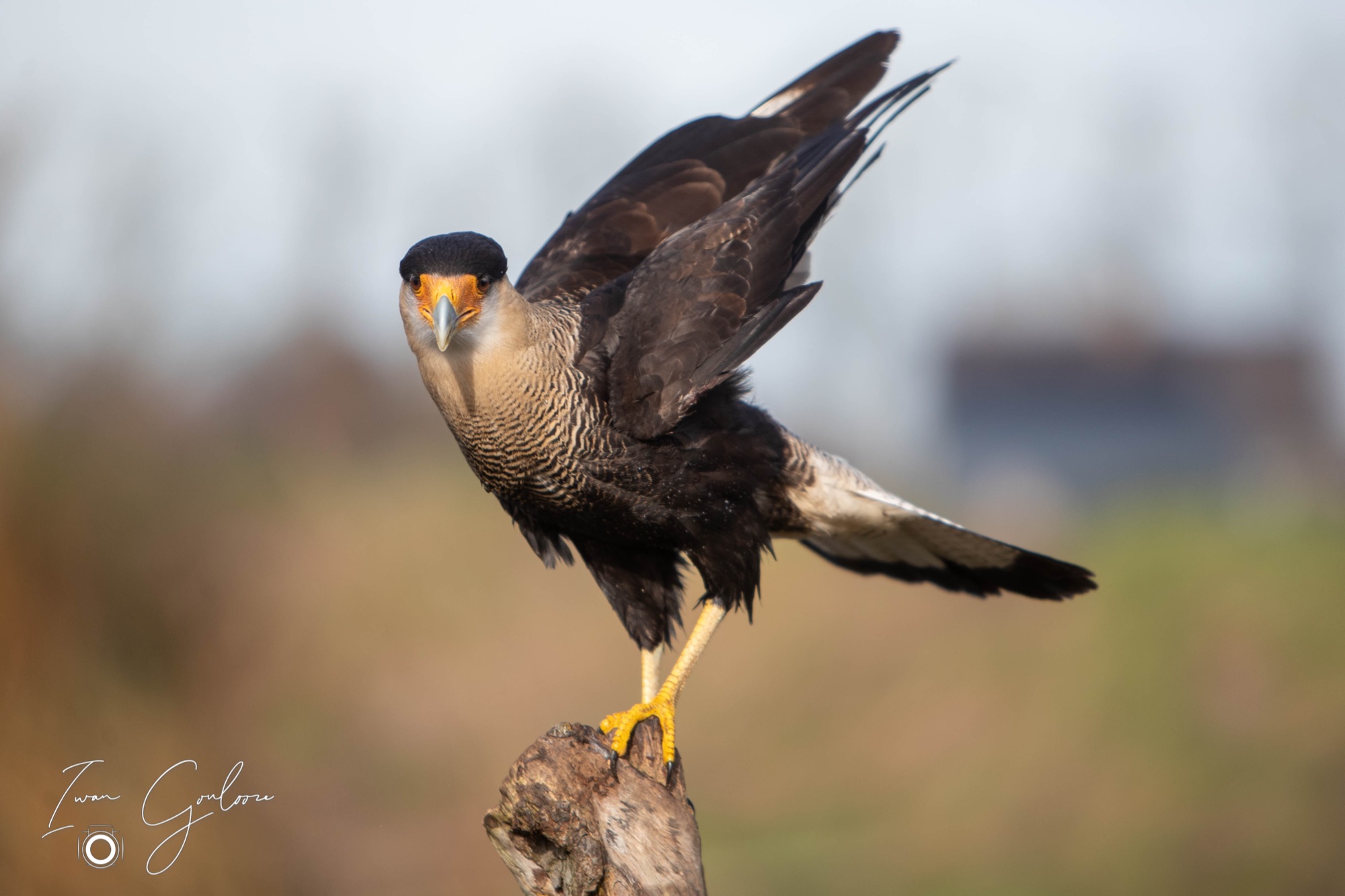 Kuifcaracara
